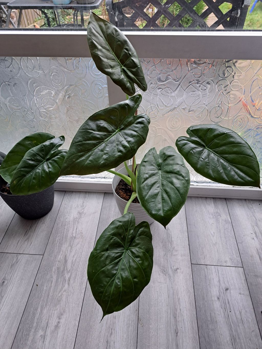 Propagating an Alocasia