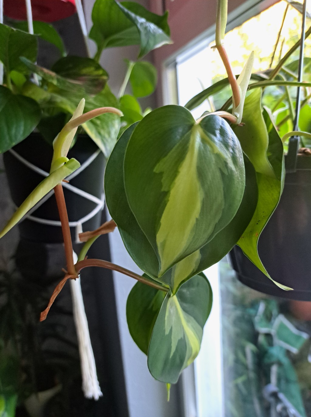 Philodendron Brazil